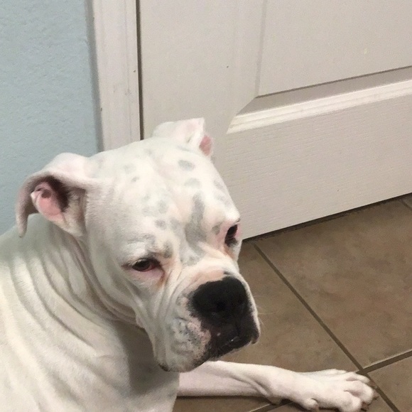 Dogs - Picture 1 of 8